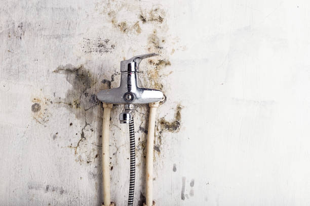 Best Professional Mold Removal  in Yutan, NE