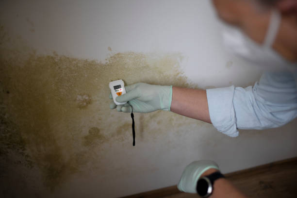Mold Testing and Removal in Yutan, NE