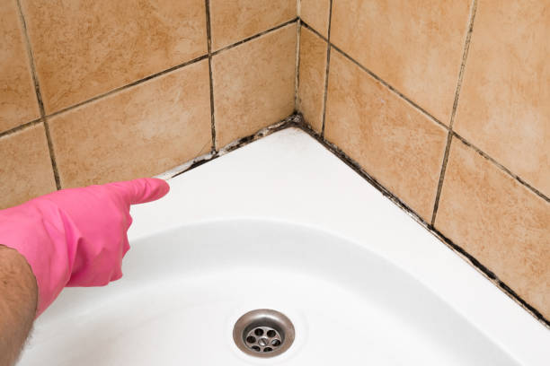 Best Commercial Mold Removal  in Yutan, NE